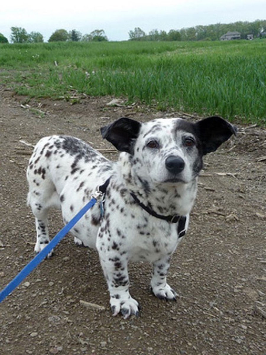 Милые дворняжки