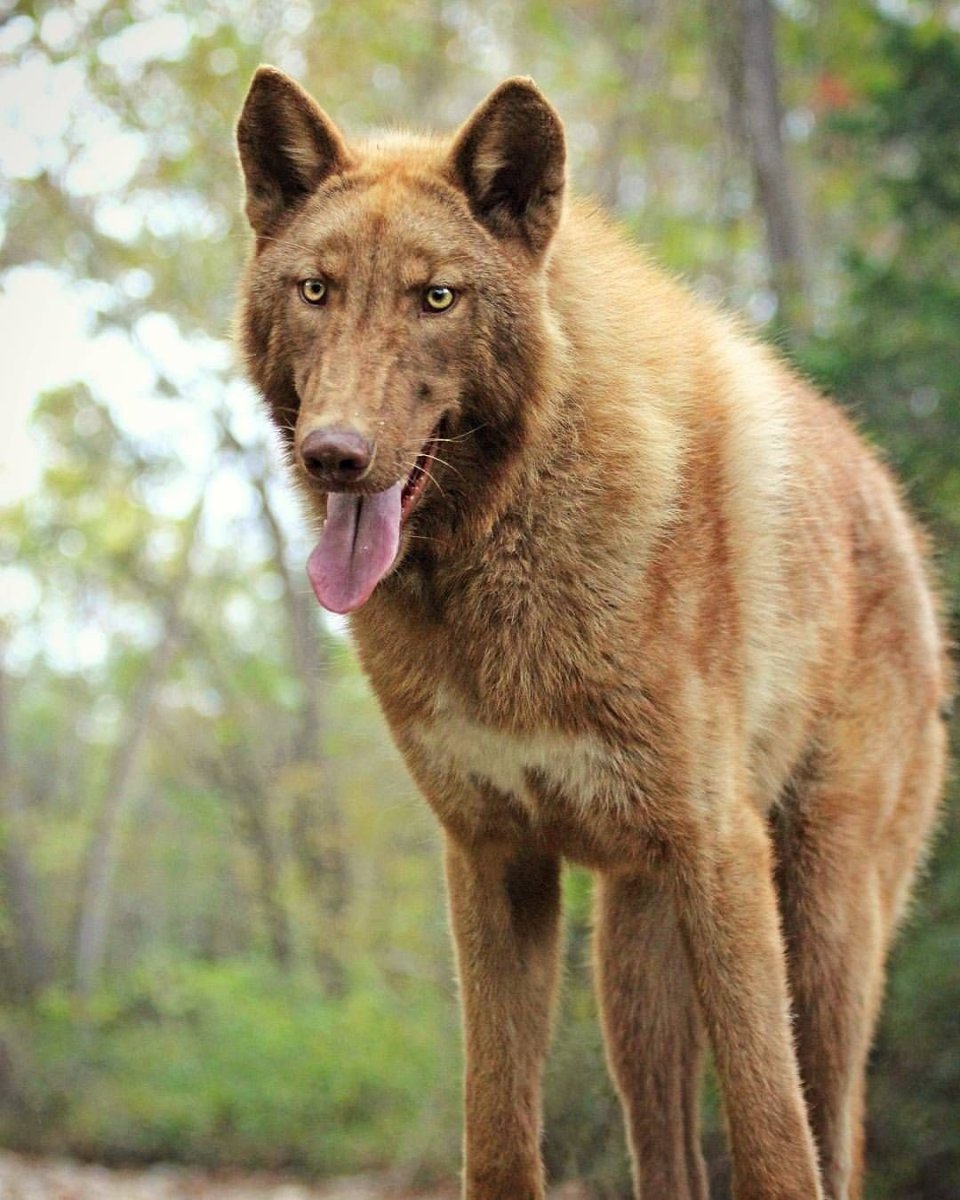 Метис шнауцера