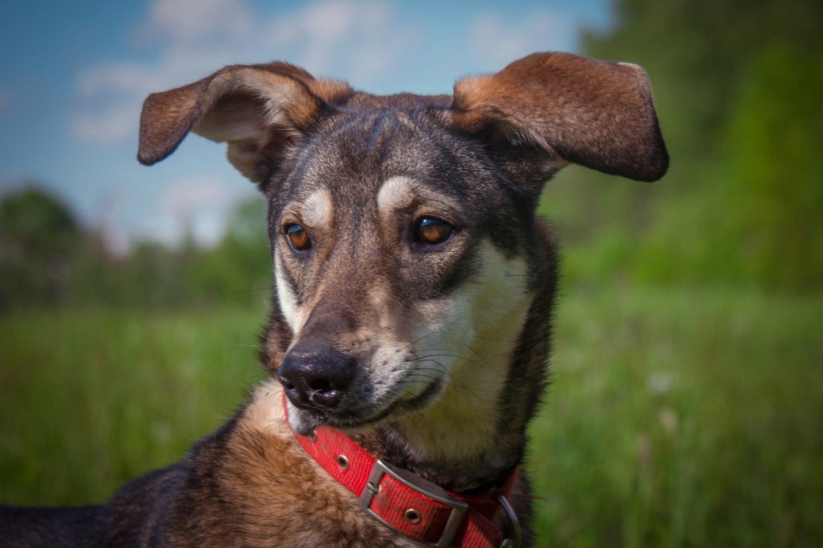 Лайка волкодав