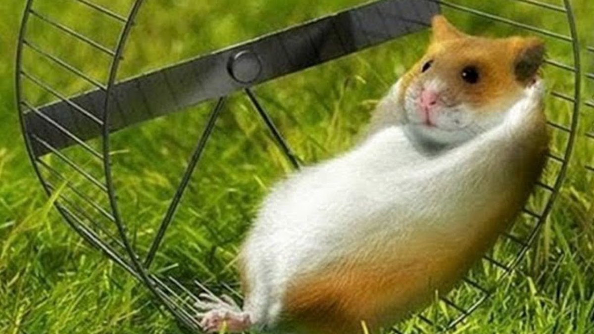 Дачный хомяк карбыш