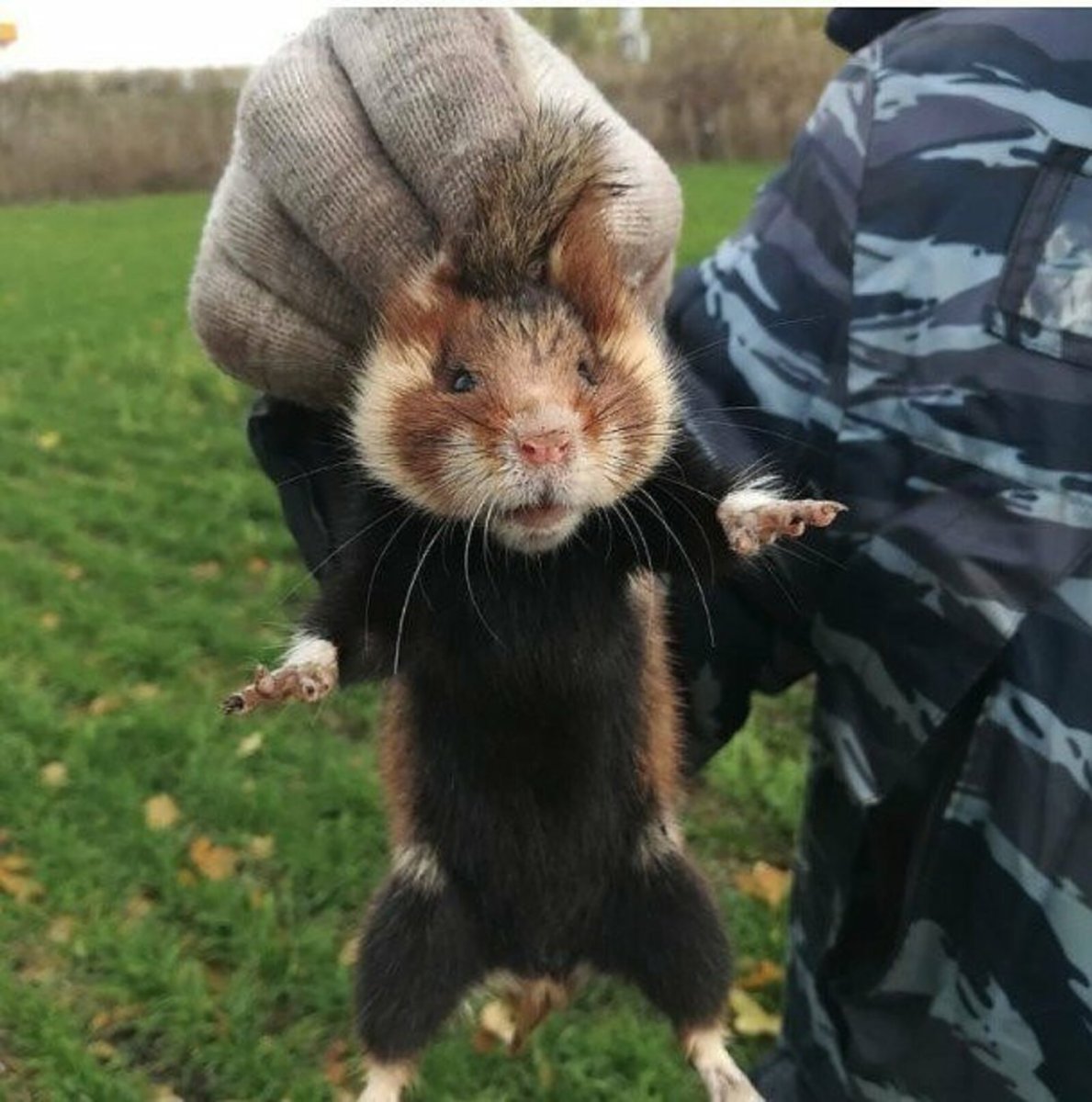 Хомяк и чай