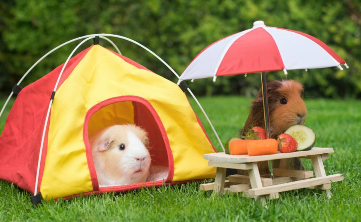 Животные похожие на хомяков