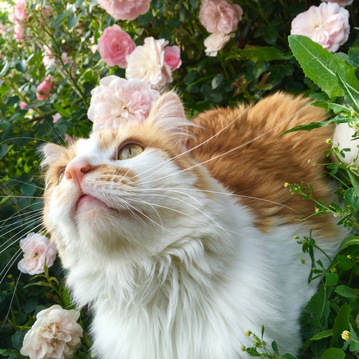 Котики aesthetic