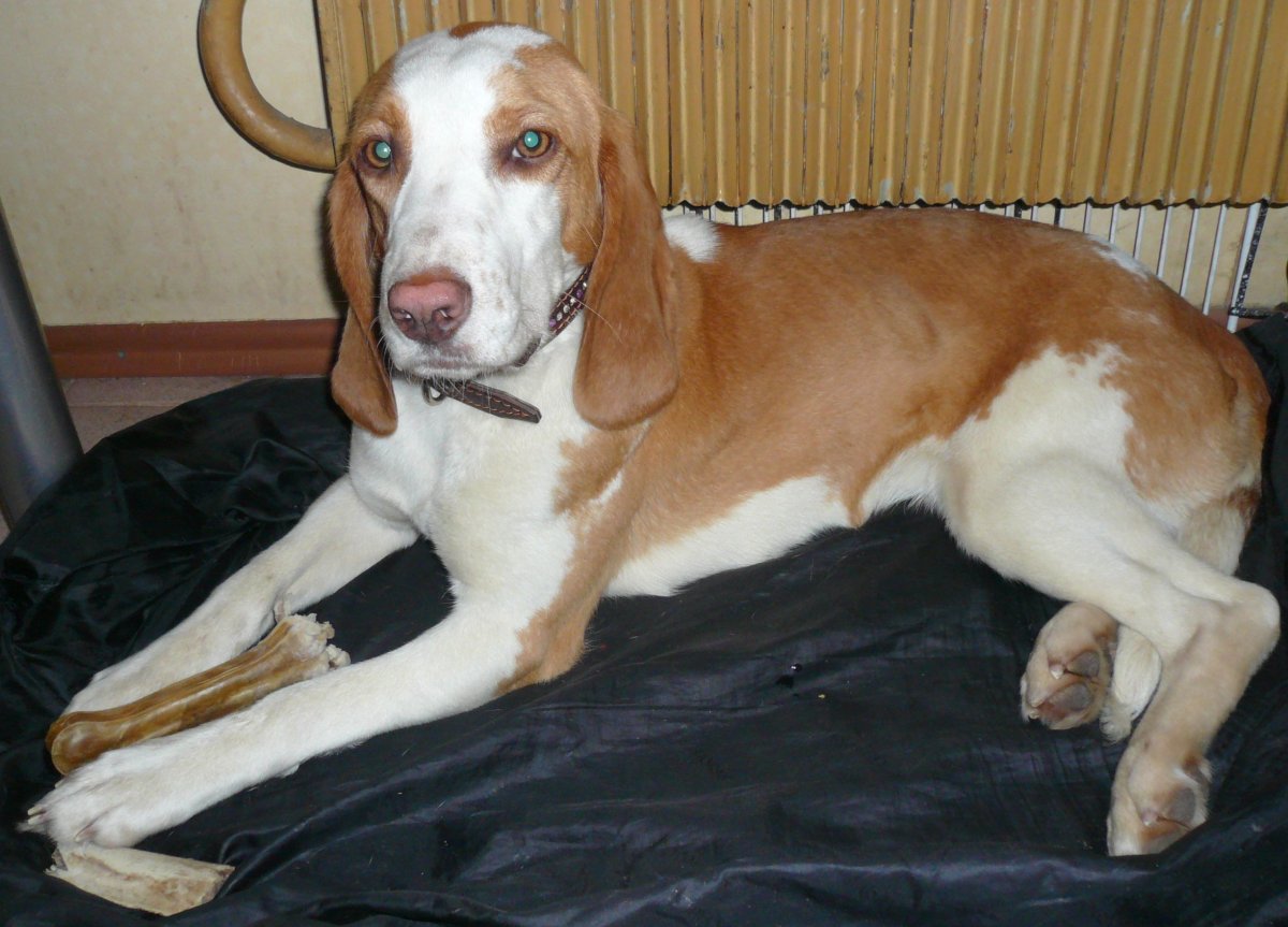 Чистокровный Бигль