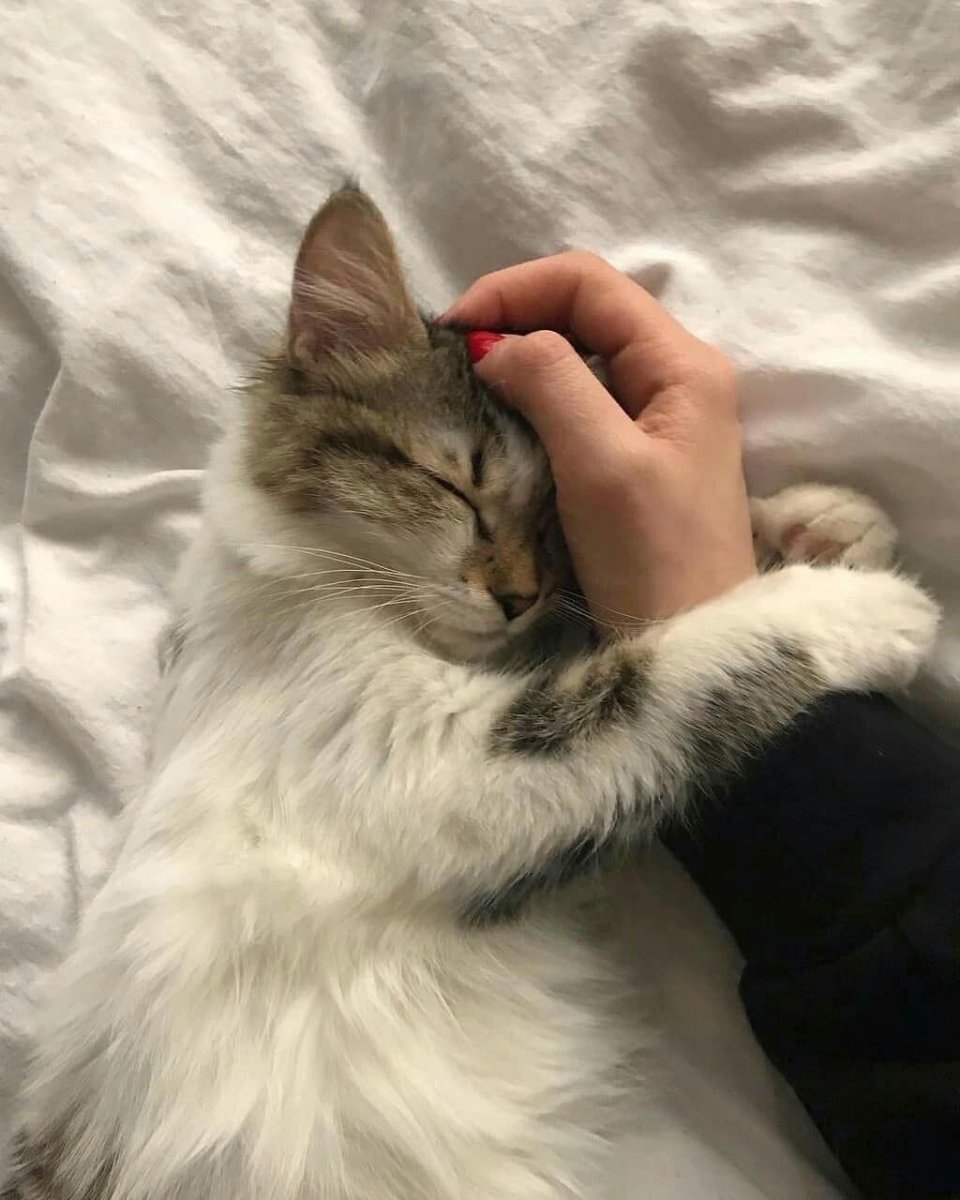 Котя Эстетика