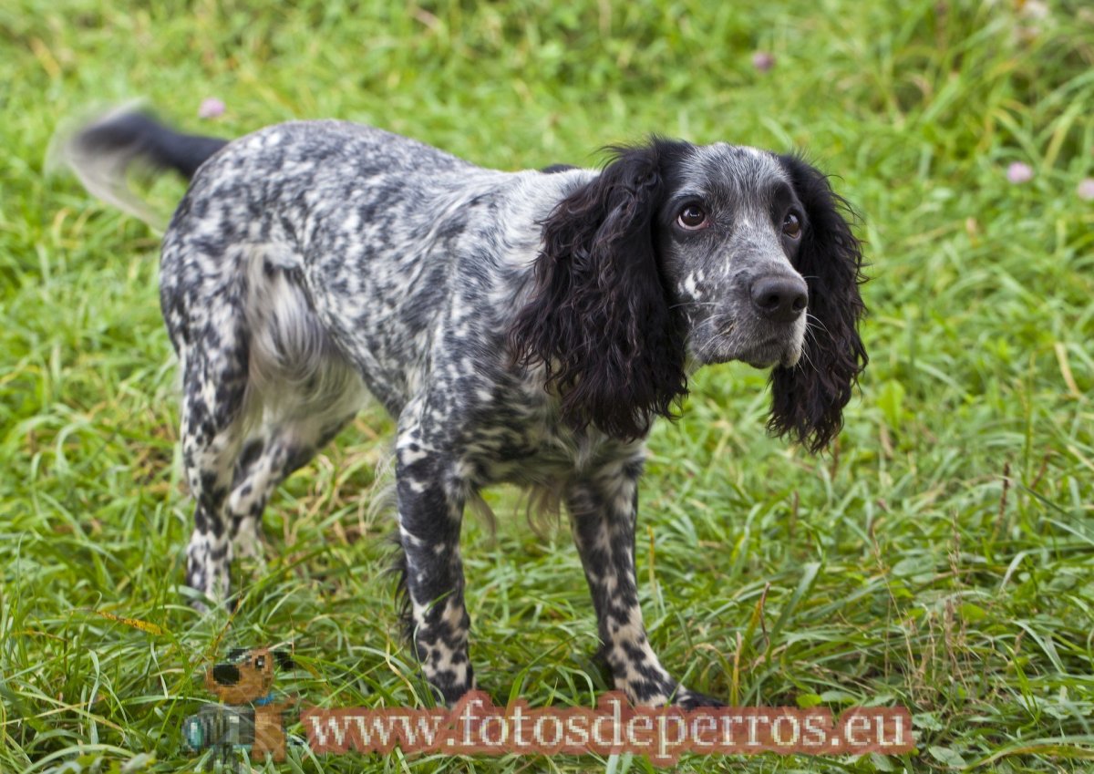 Венгерская жесткошёрстная выжла