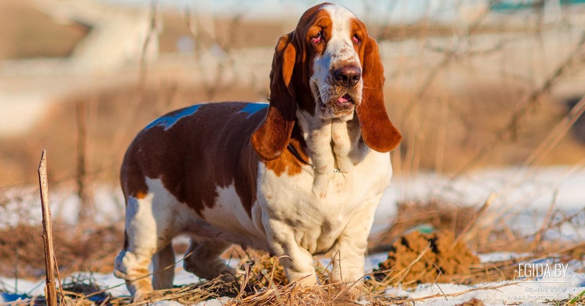 Бассет-хаунд сбоку