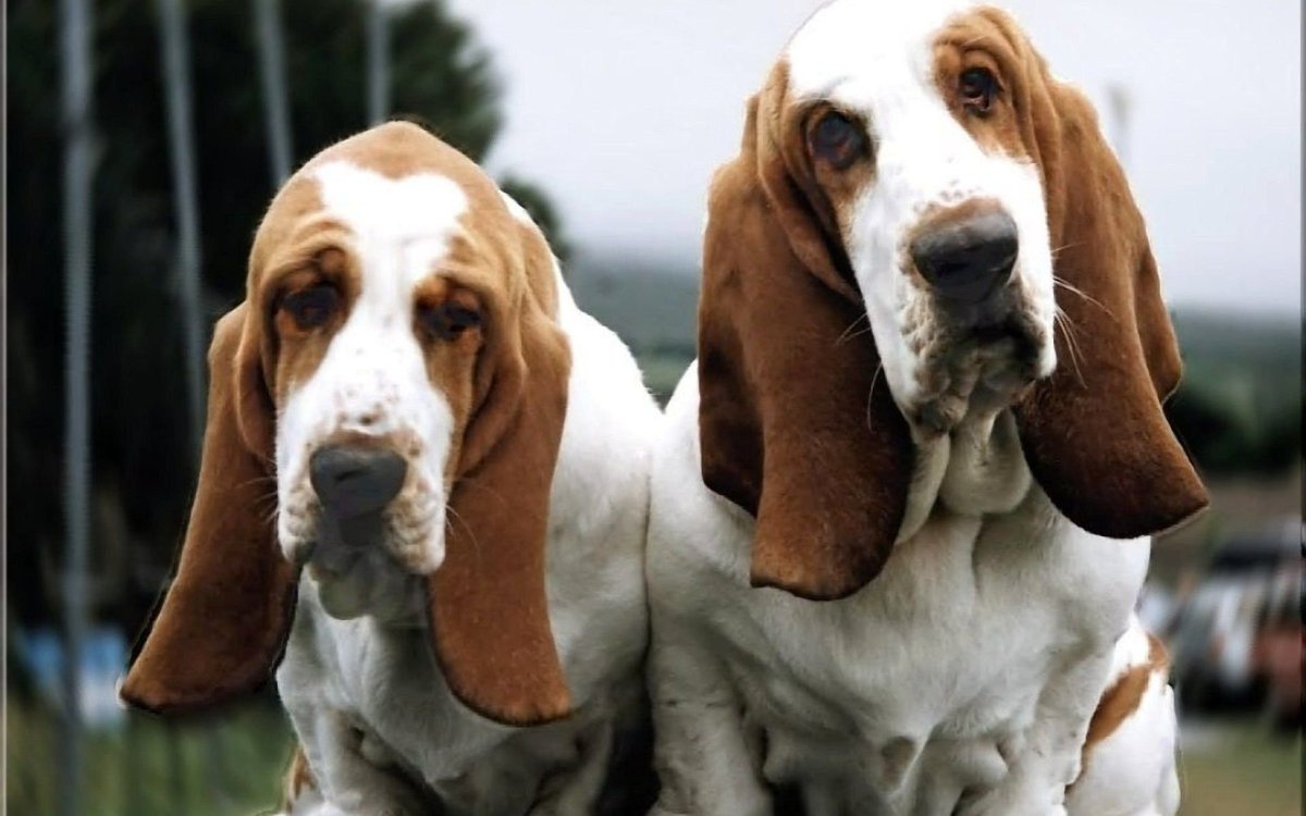 Тригг хаунд