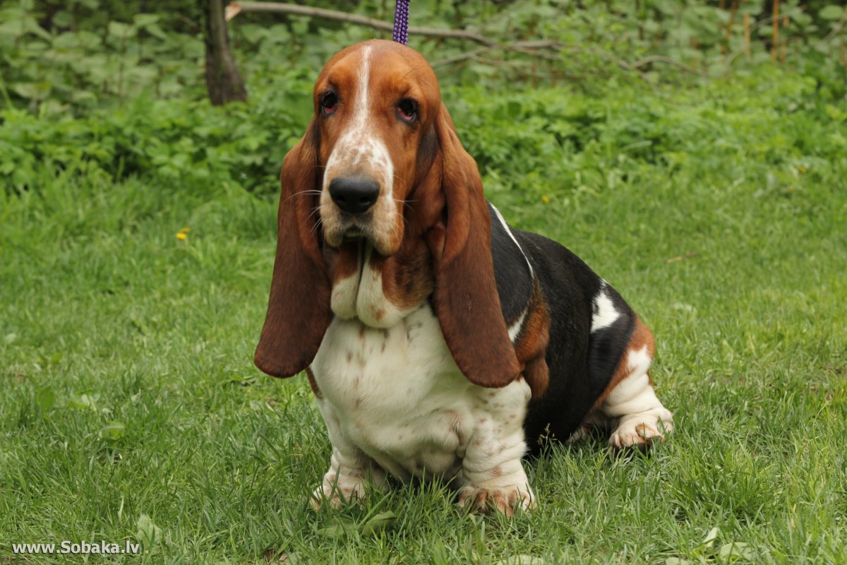 Бассет хаунд