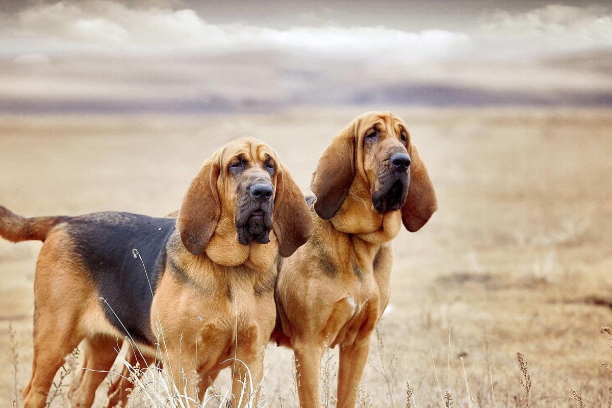 Задумчивая собака