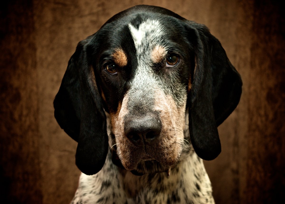 Bluetick Coonhound порода собак