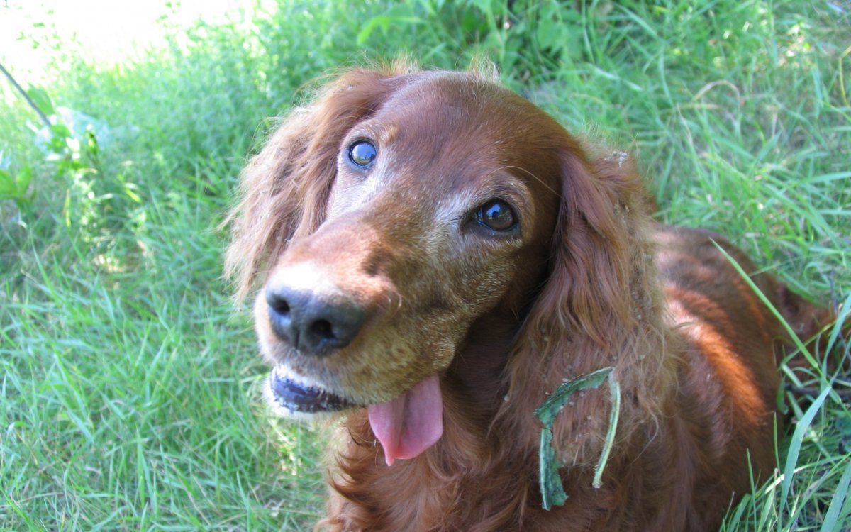 Сеттер и кокер спаниель