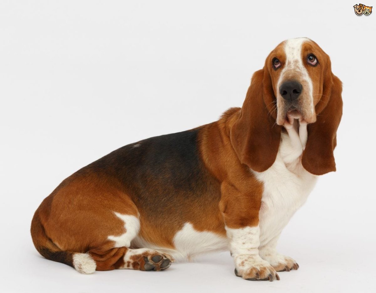 Помесь бигля