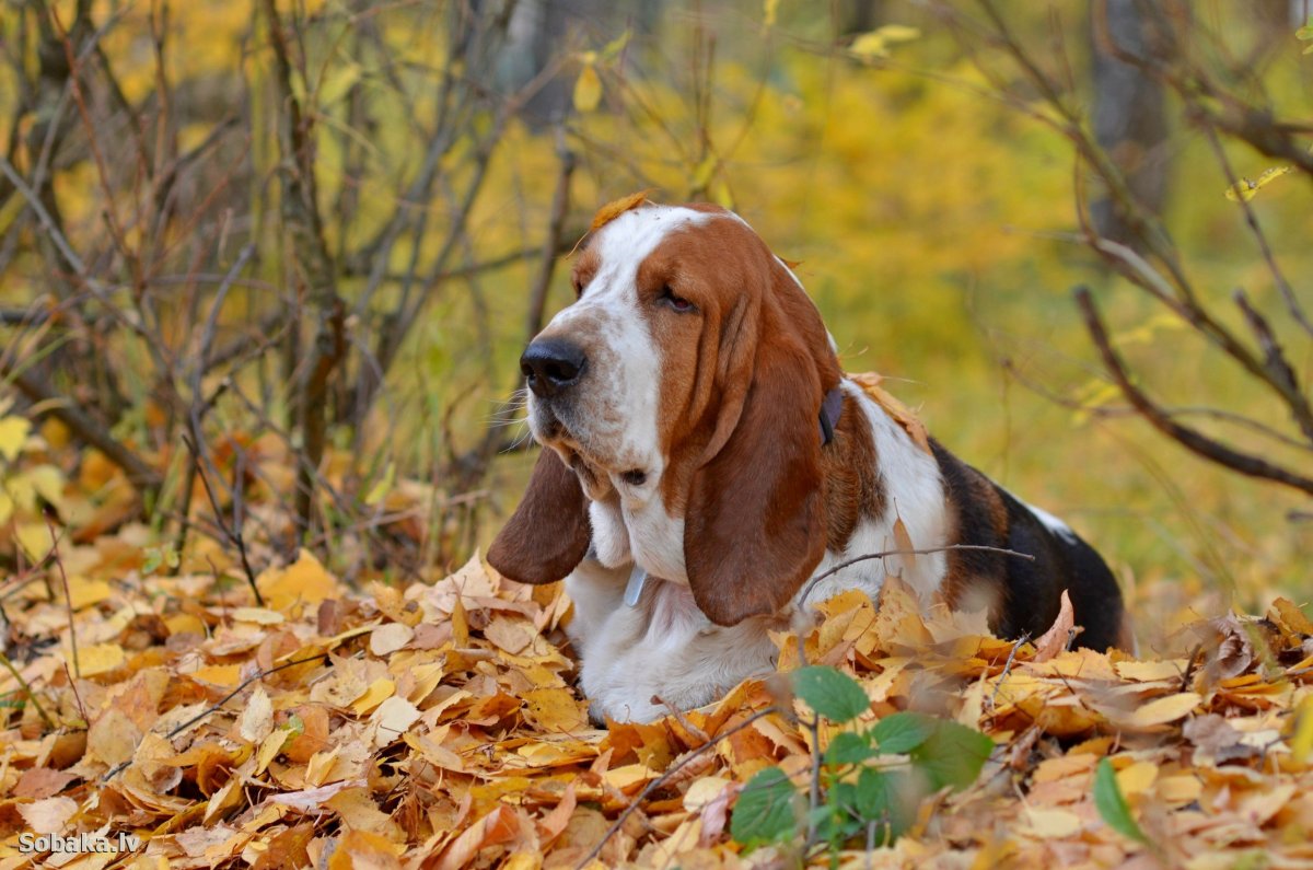 Бассет Хаус