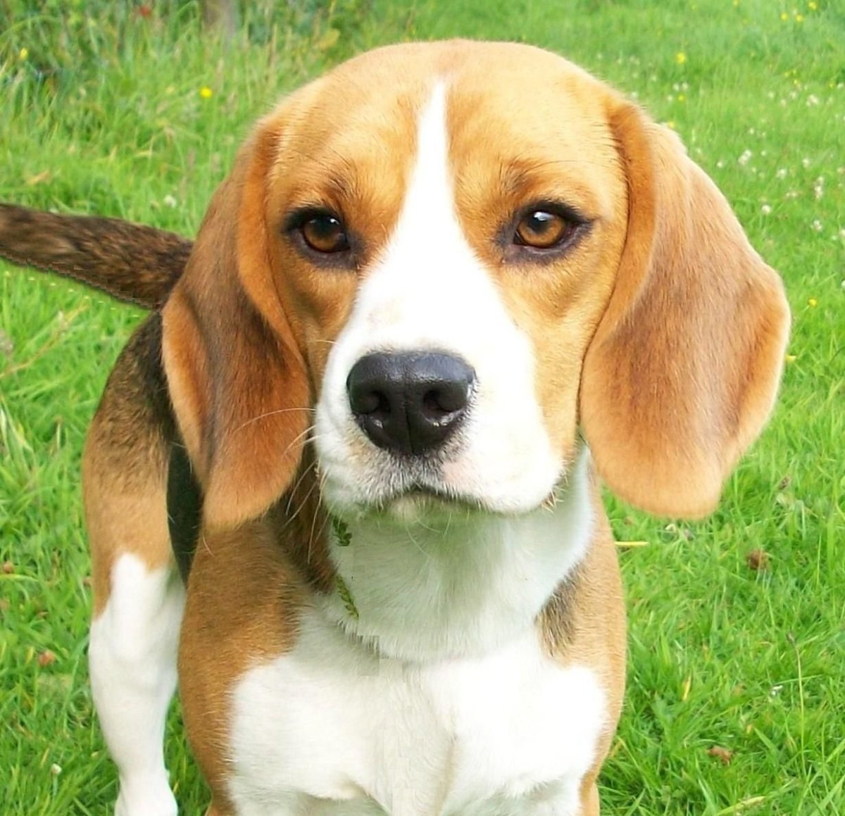 Порода собак Бассет хаунд