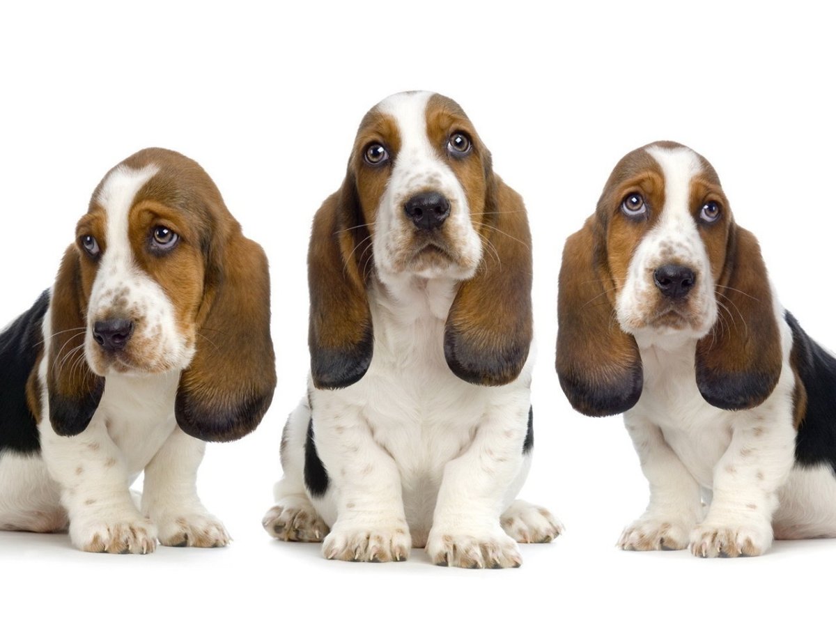 Бассет хаунд щенок морда