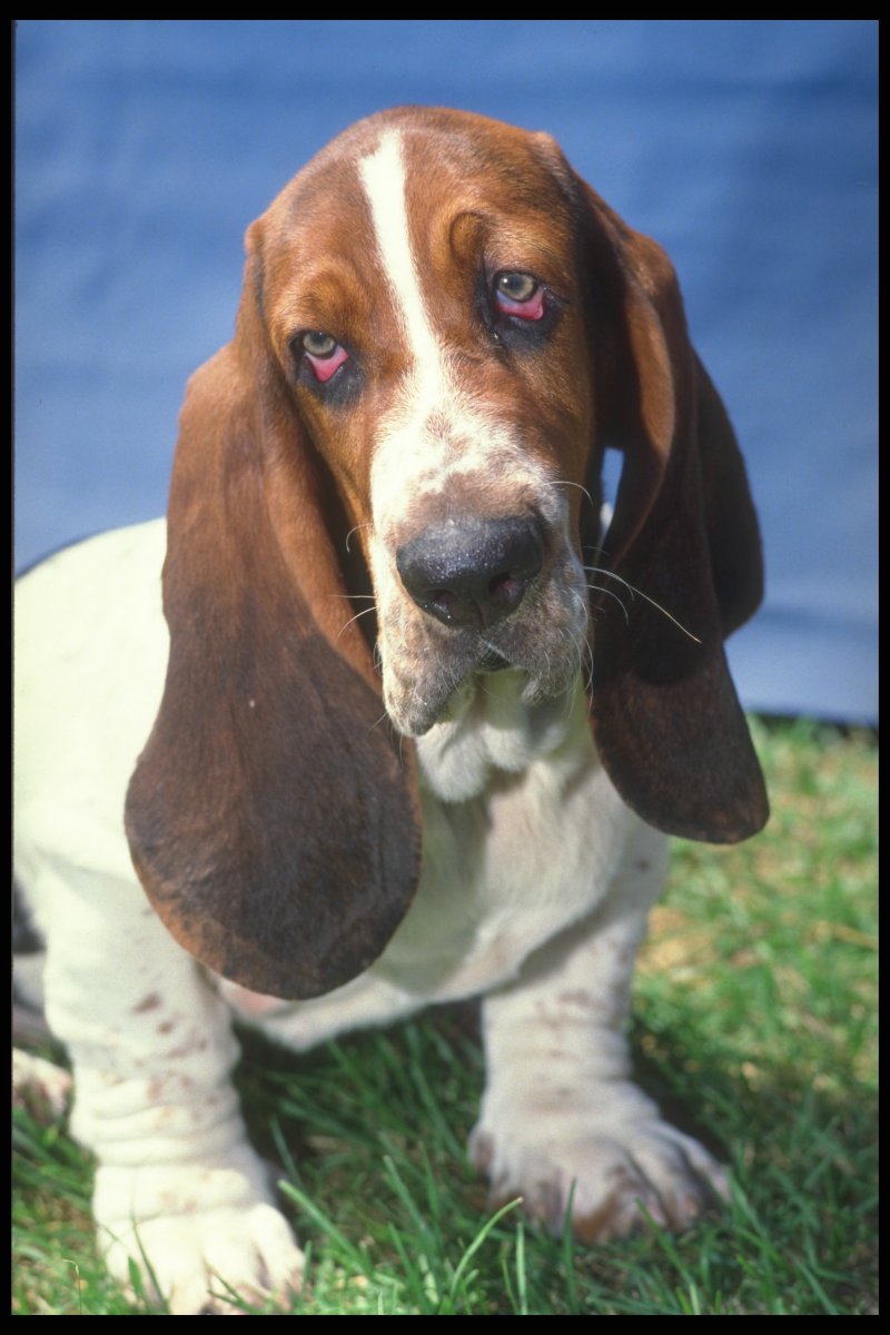 Бассет хаунд прогулка