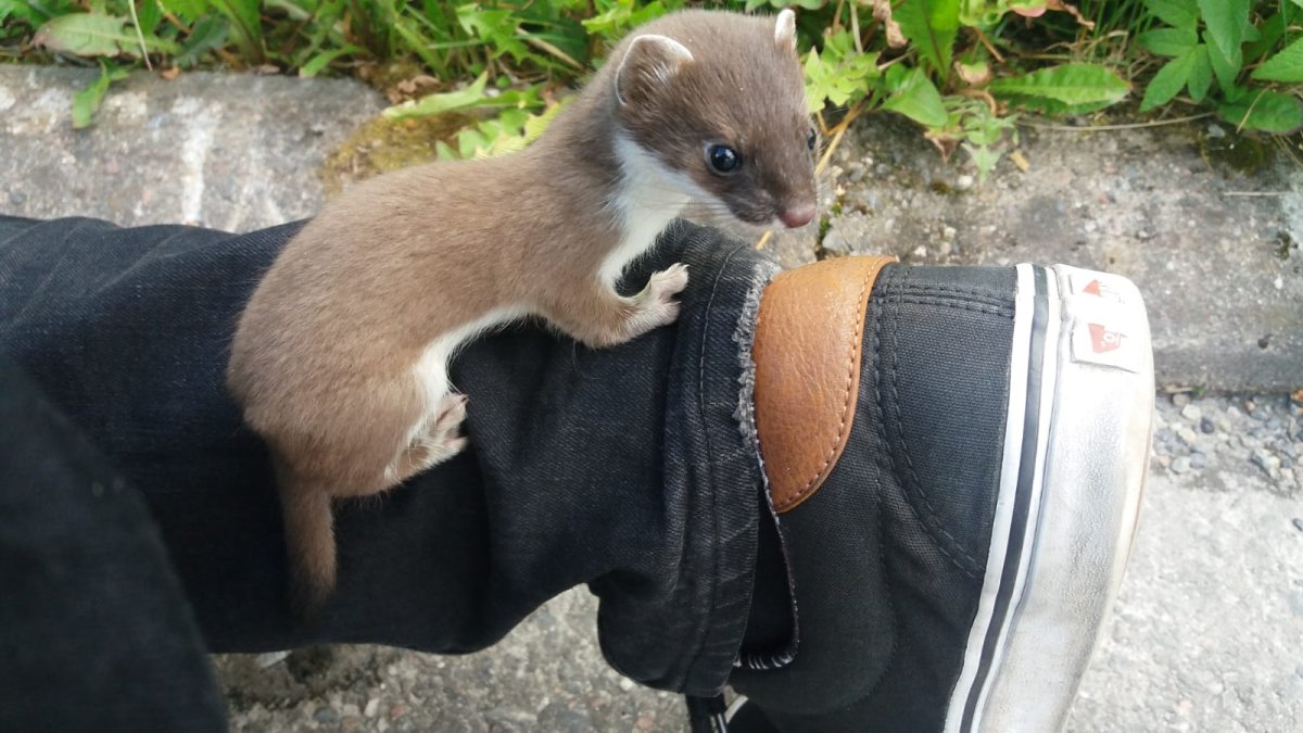 Ласка с добычей