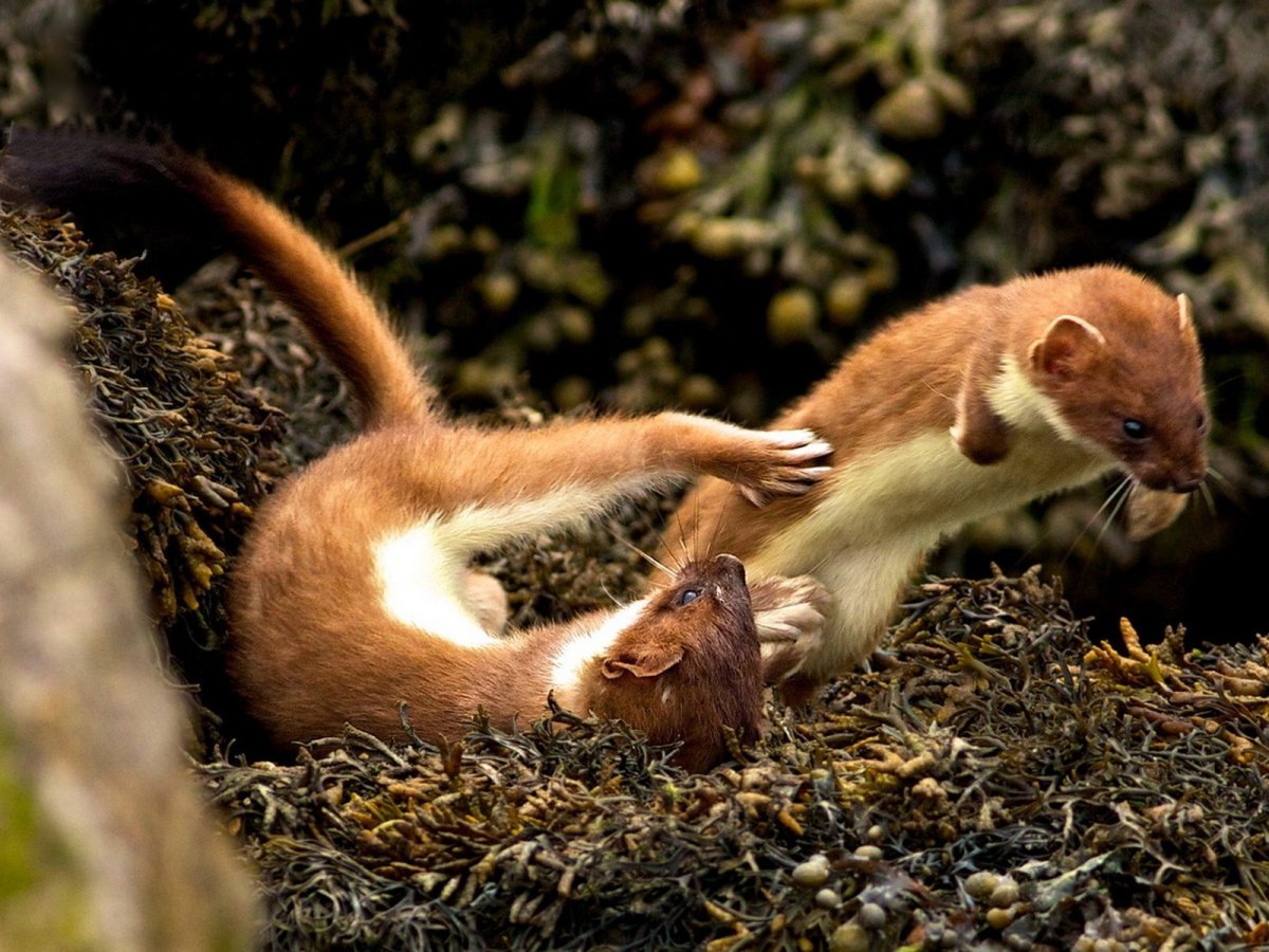 Ласка (Mustela nivalis)