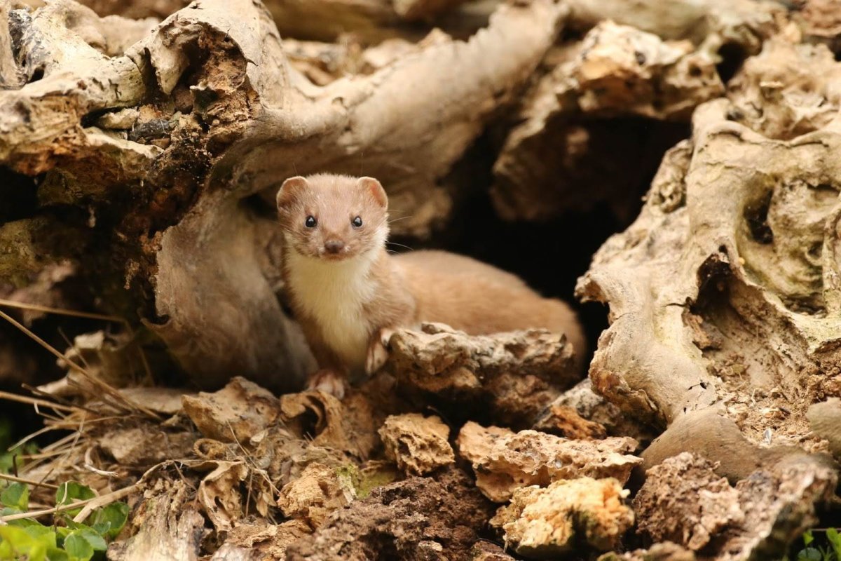 Горностай (Mustela erminea)