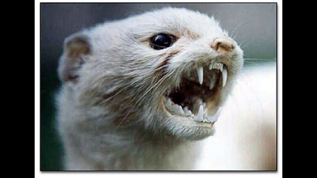 Хорёк домашний