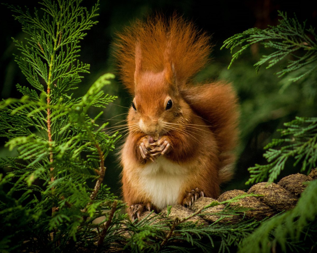 Рыжая белка