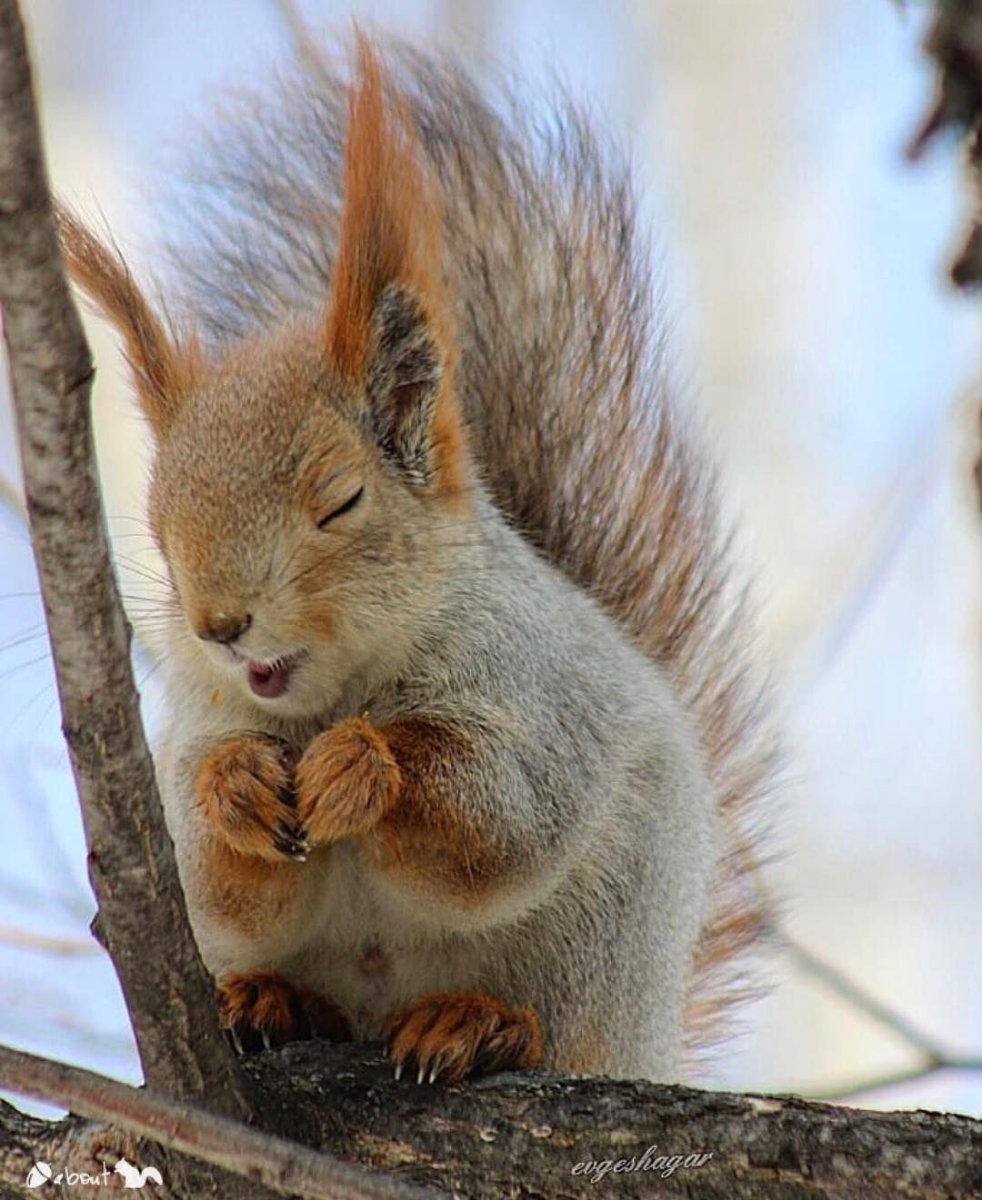 Западно Сибирская белка