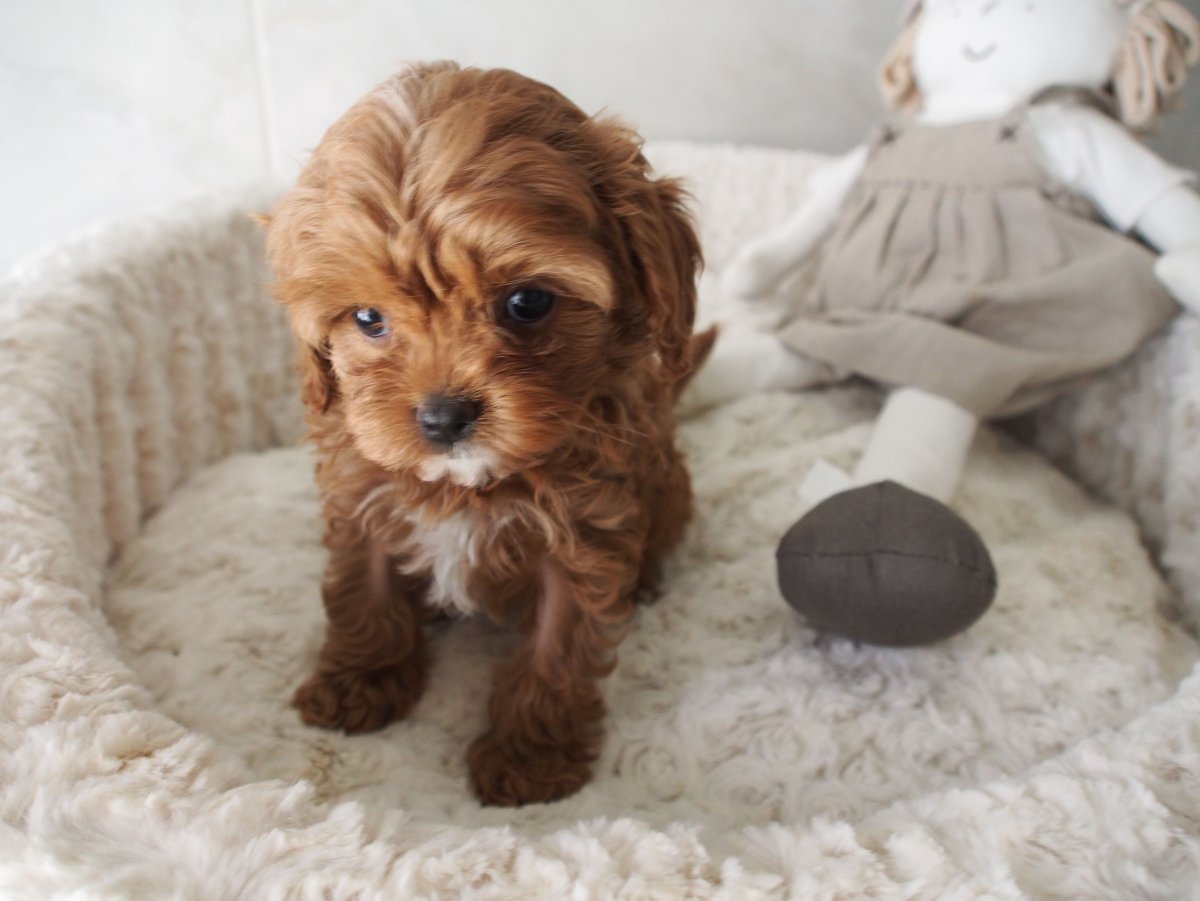 Мальтипу ред Браун