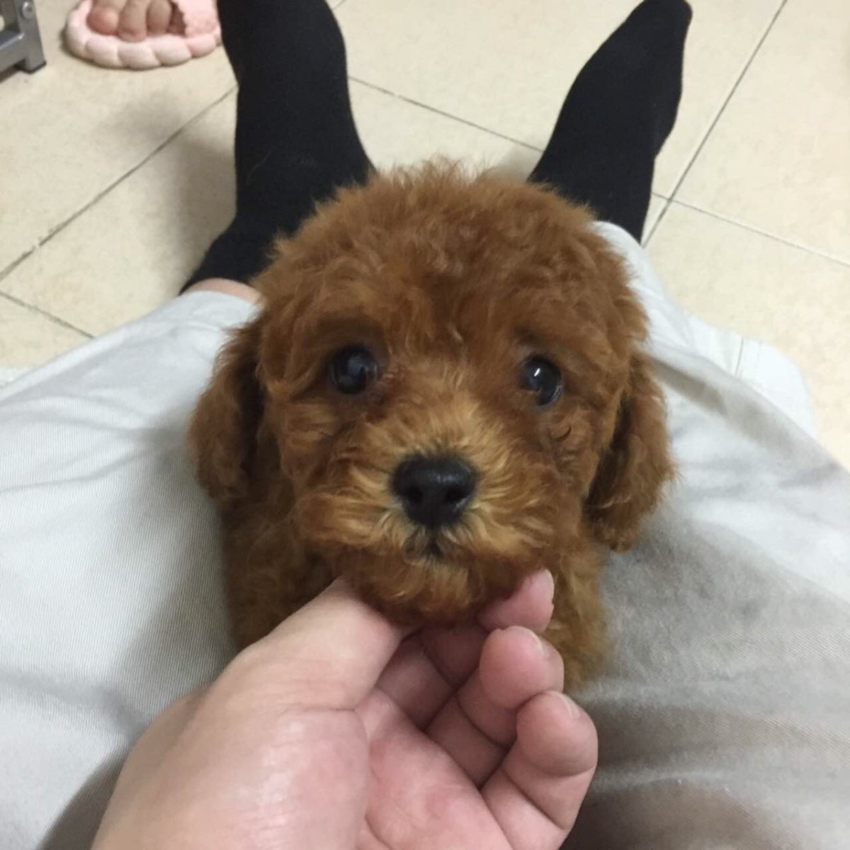 Мальтипу спаниель