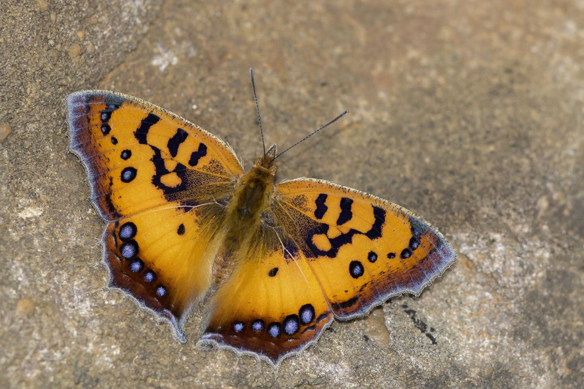 Африканские бабочки