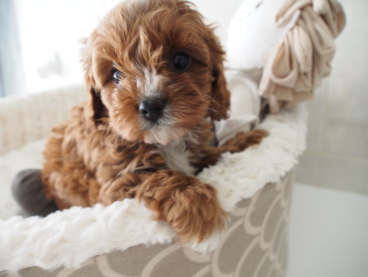 Кавапу порода собак