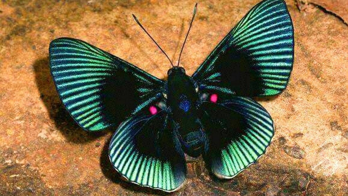 Lyropteryx Apollonia