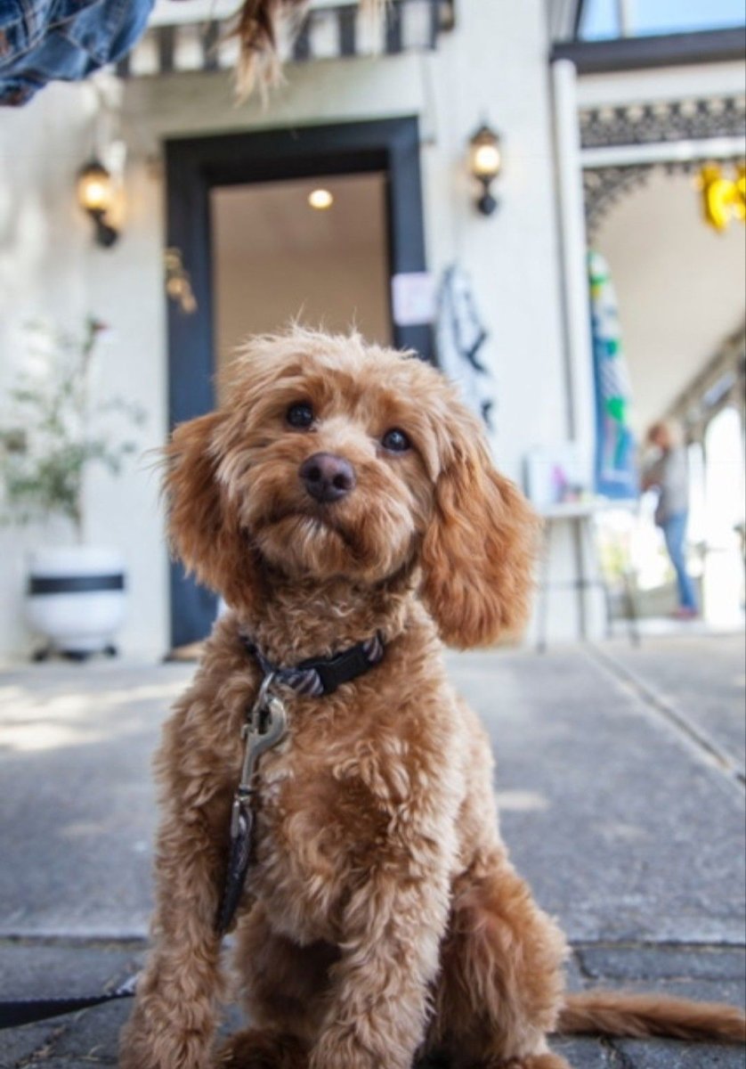 Havapoo собака