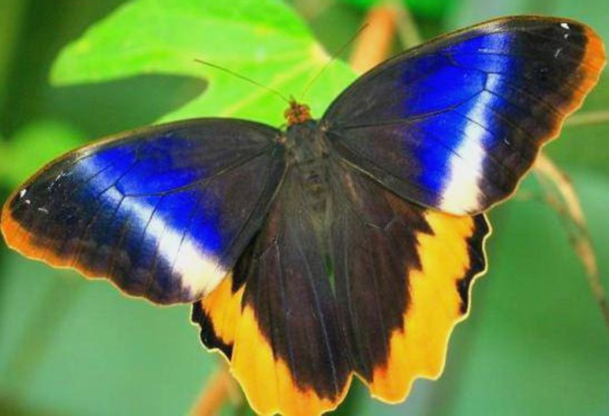 Калиго Атрей