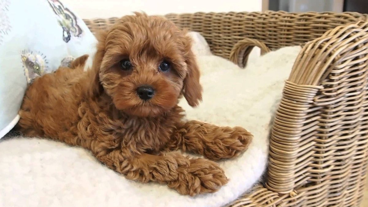 Cavapoo available Puppies