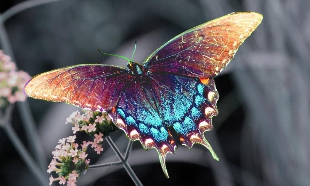 Бабочка Баттерфляй цветок