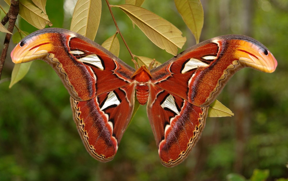 Аттакус атлас в Кубе