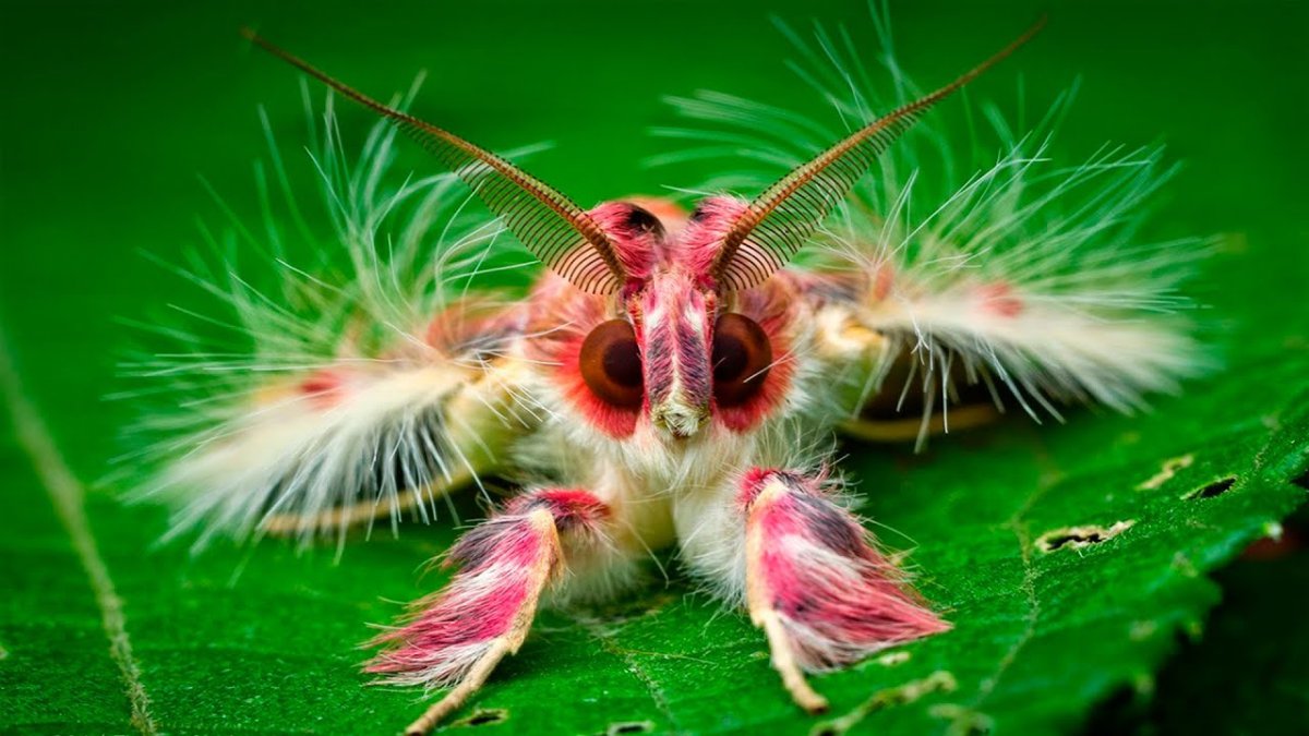 Бабочка Sosxetra grata