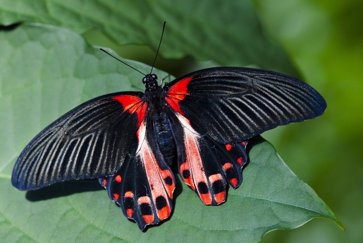 Papilio demoleus бабочка
