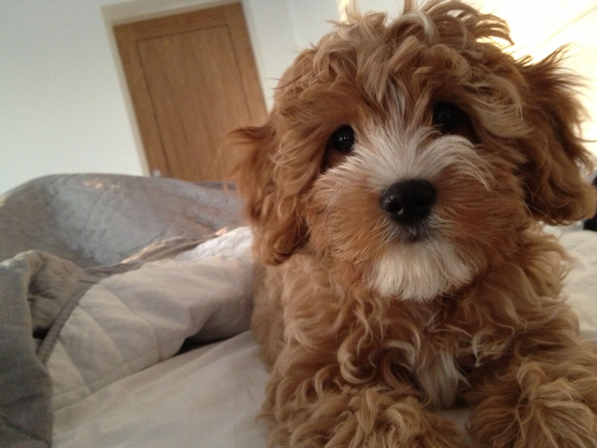 Кавапу стрижки