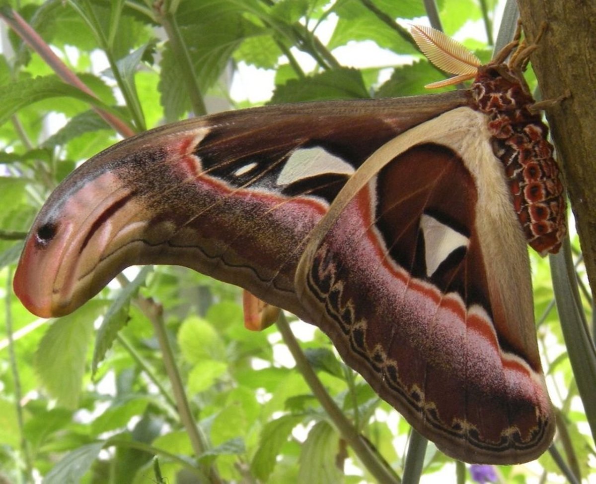 Павлиноглазка атлас Attacus Atlas