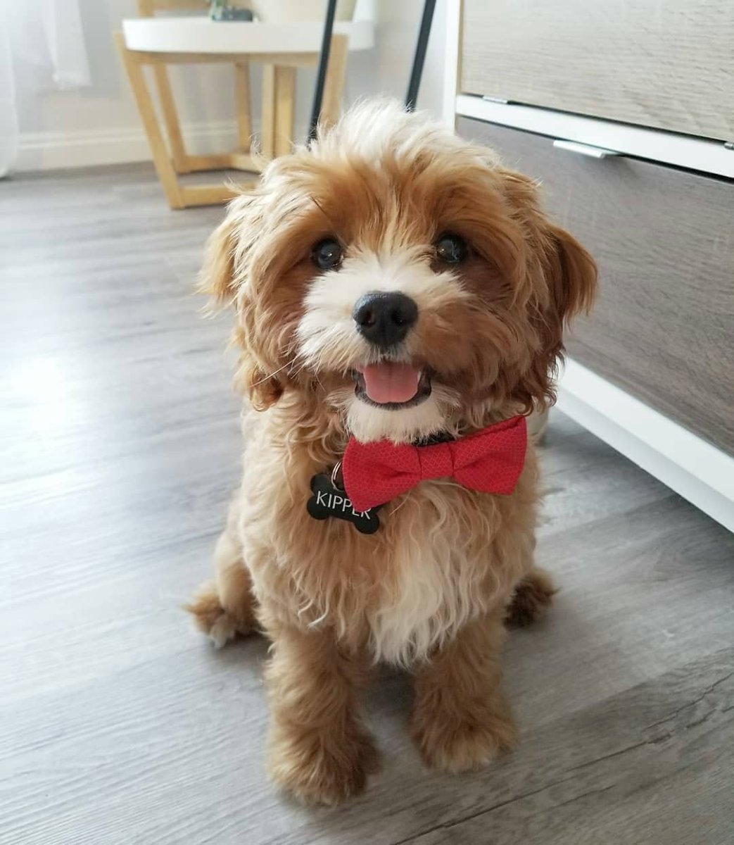 Кавапу (Кавадудл)