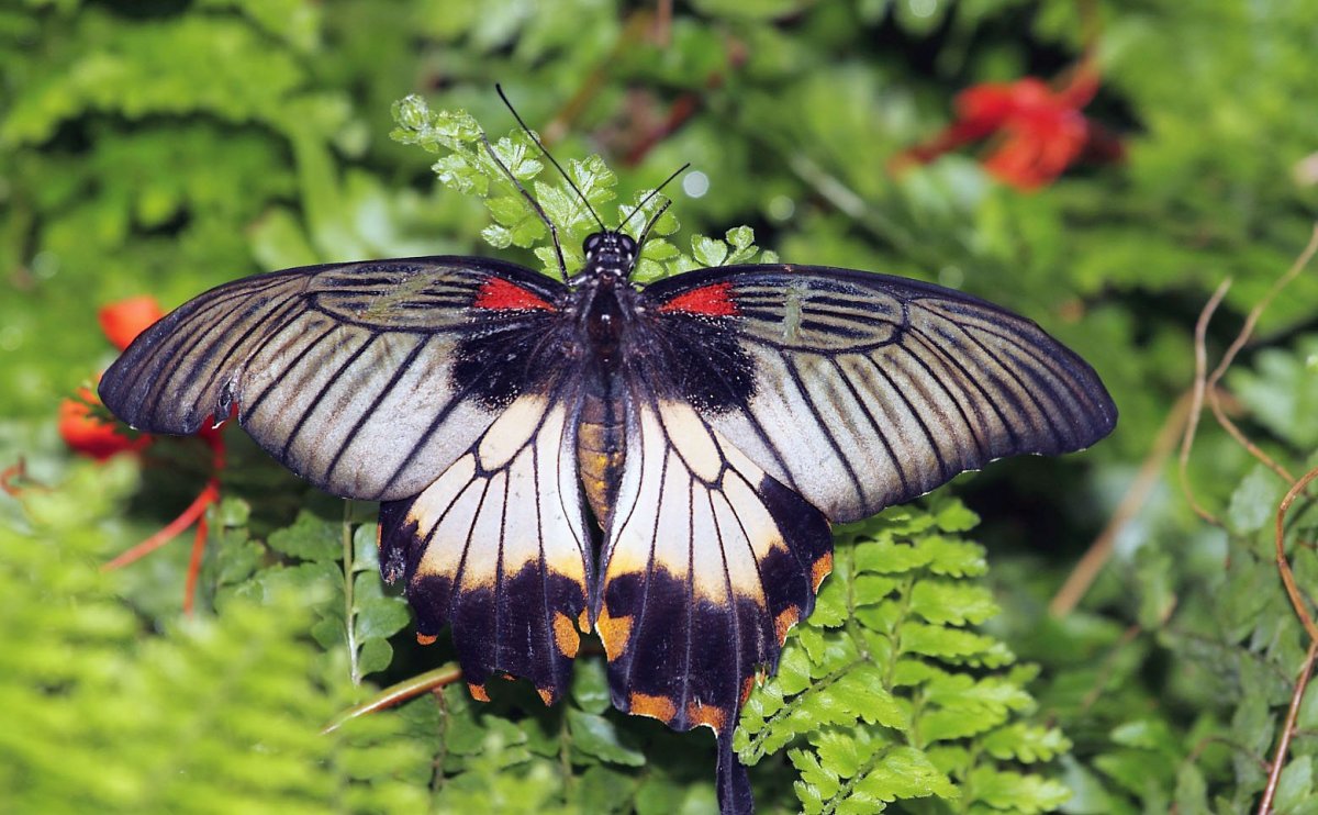 Редкие бабочки мира