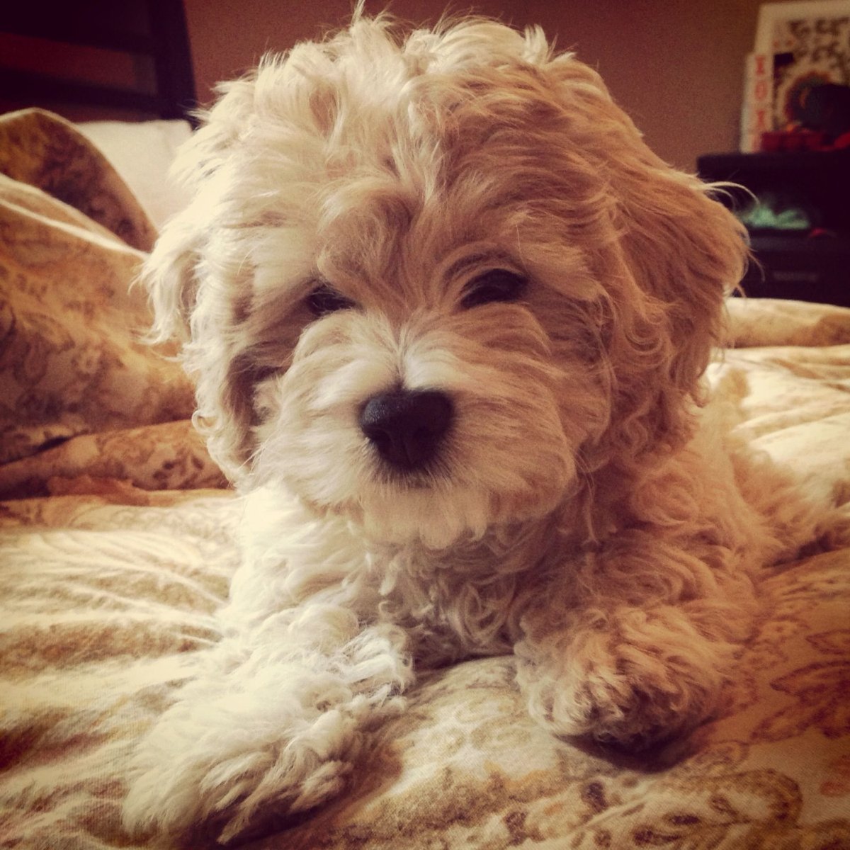 Кавапу собака