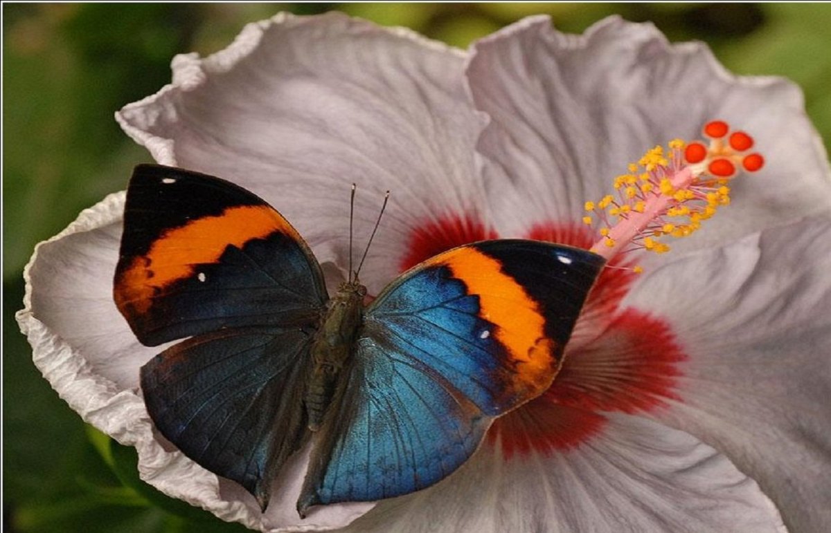 Удивительный мир бабочек