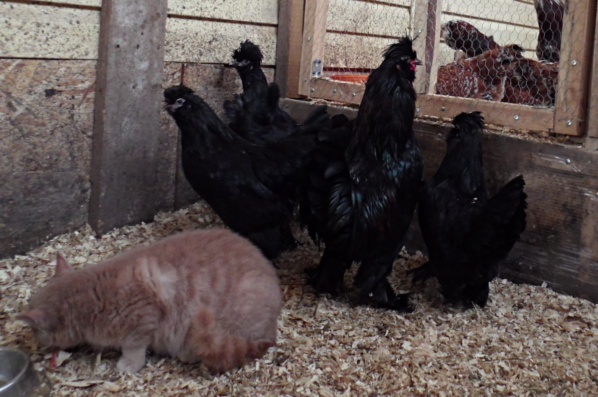 Амарант петух