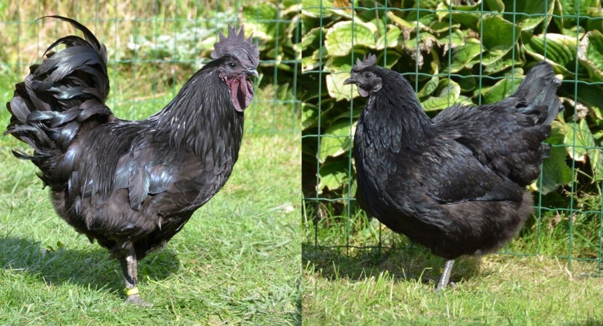 Курица австралорп черный