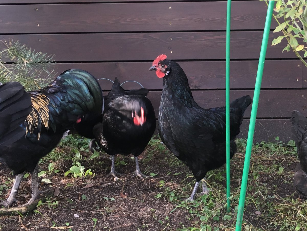 Куры несушки Московская черная