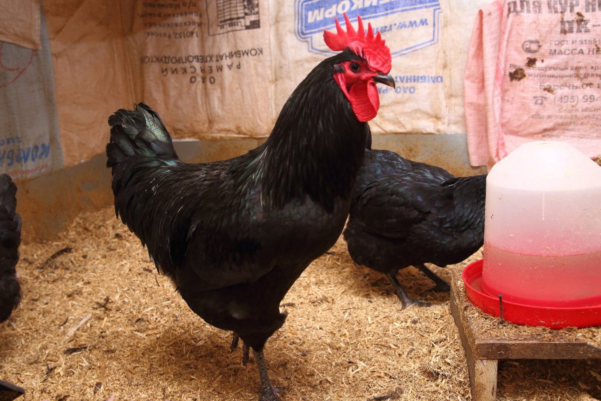 Черные куры Аям Цемани