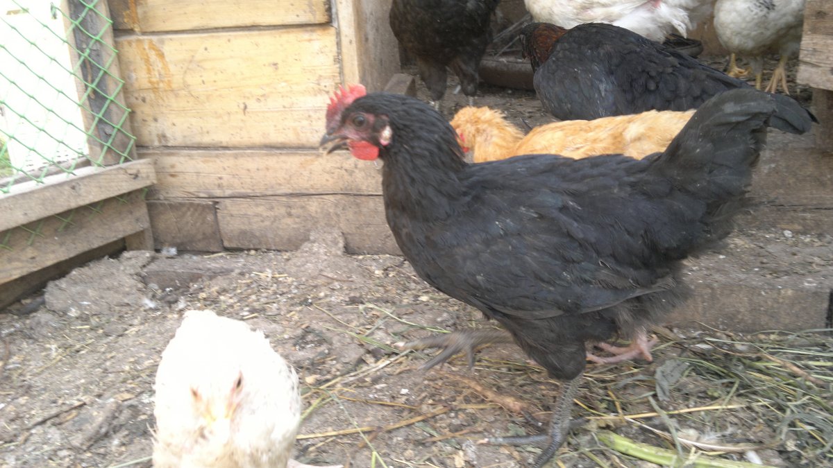 Московская чёрная Несушка